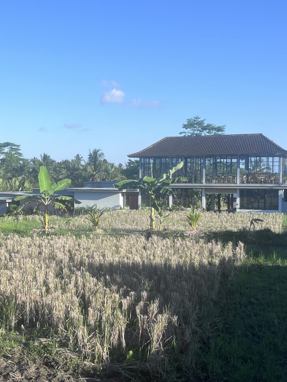 The retreat venue among Ubud's rice terraces